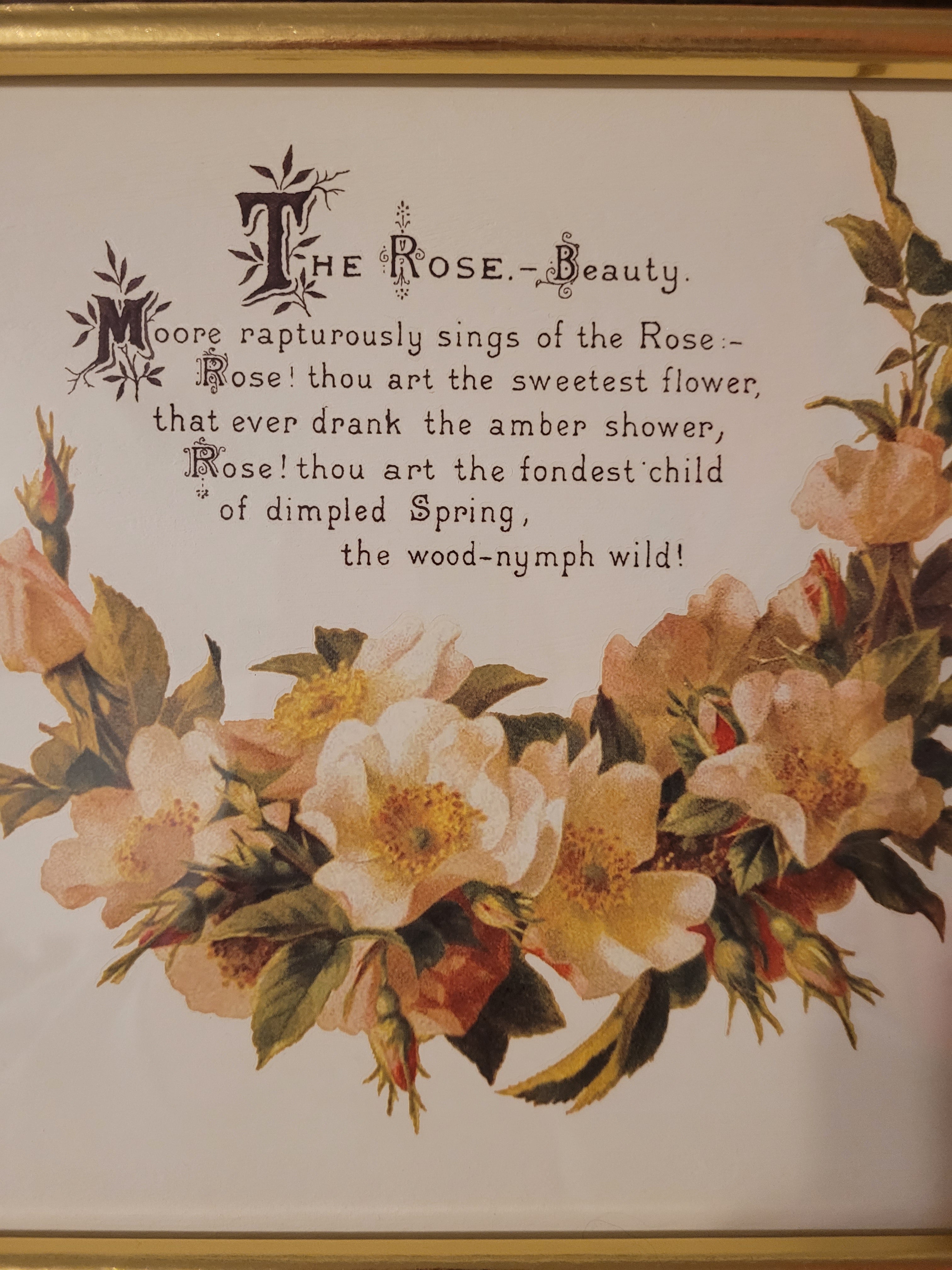 the rose beauty