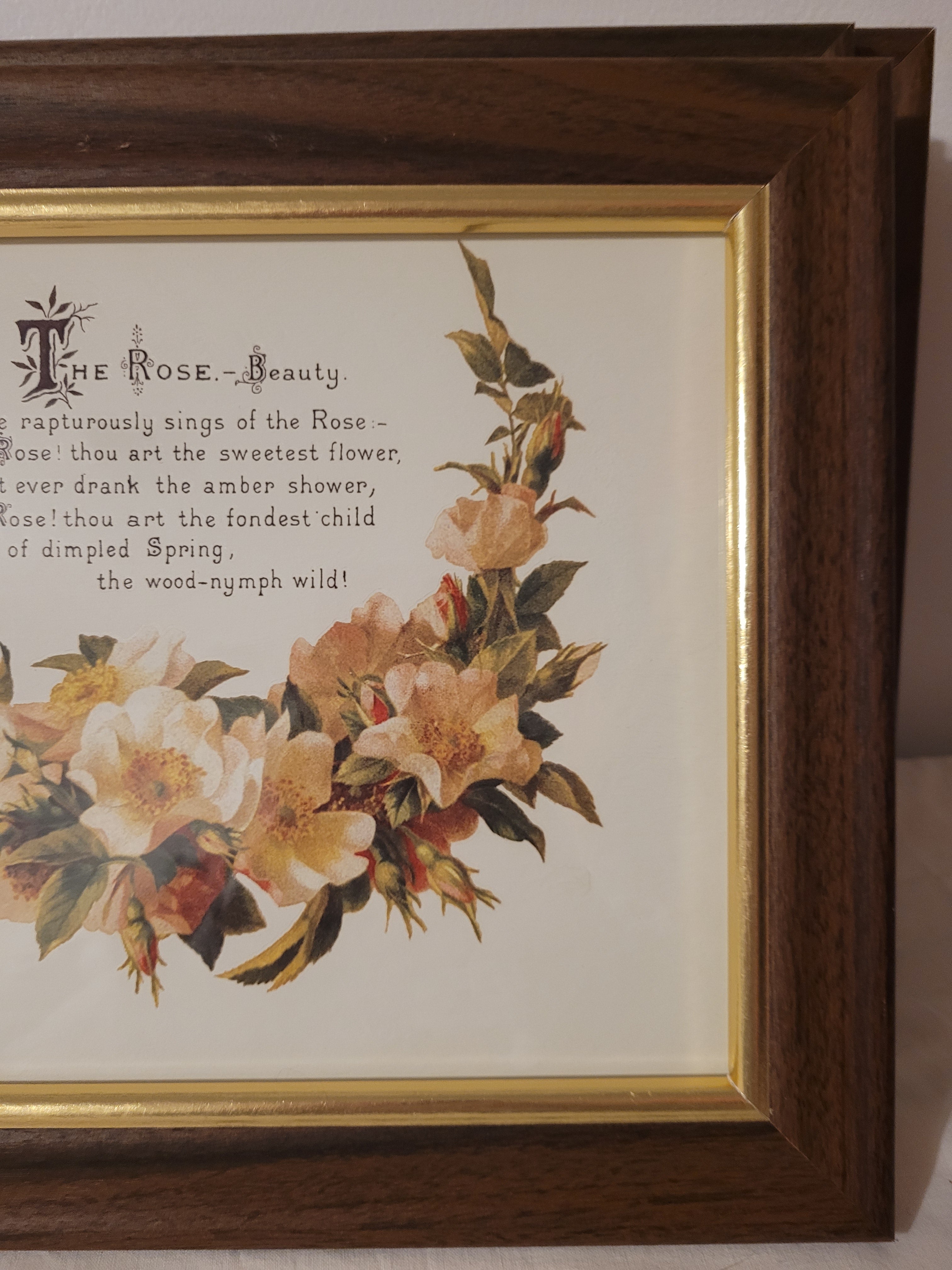the rose beauty