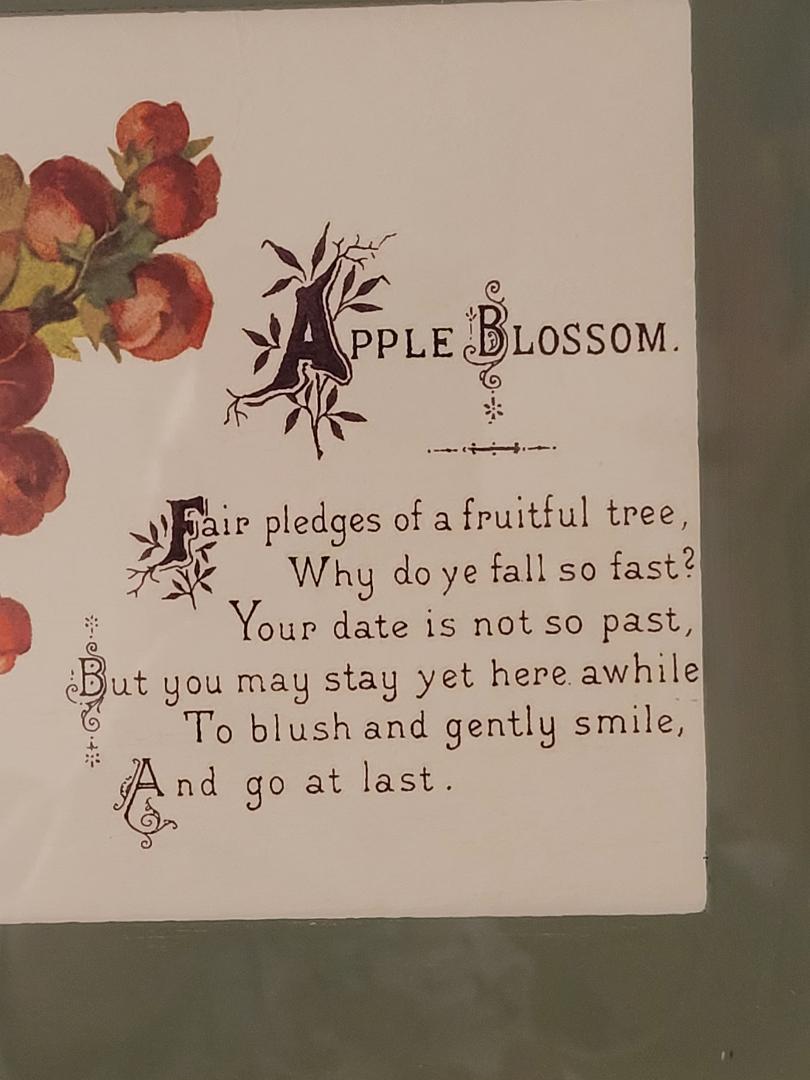 Apple blossom