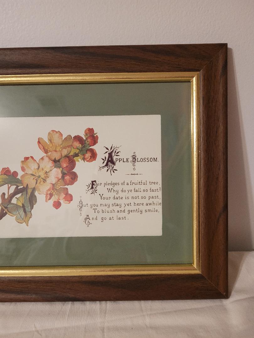Apple blossom