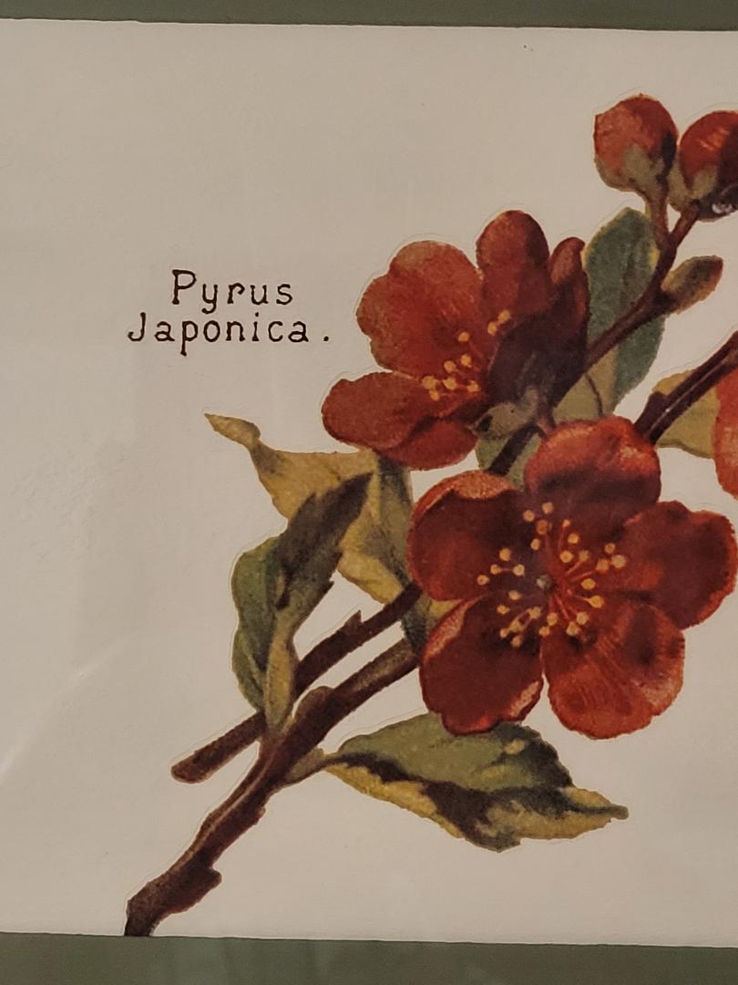 Pyrus Japonica