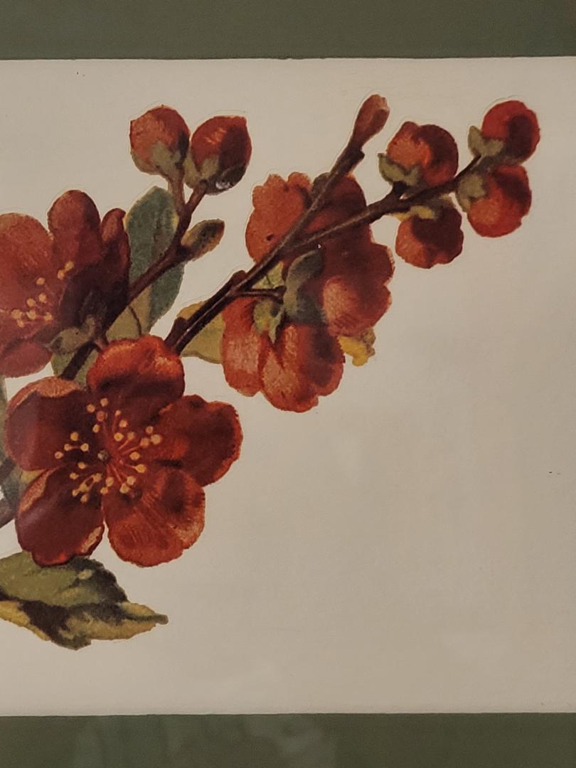 Pyrus Japonica