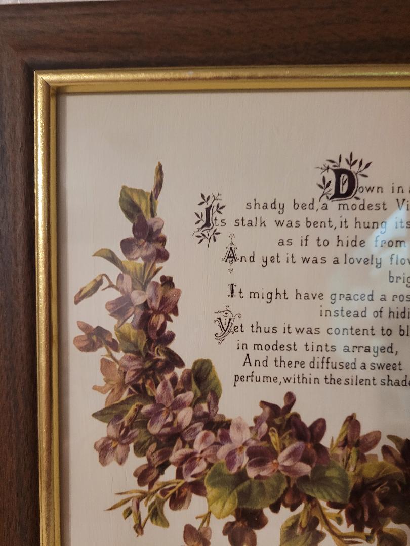 Sweet Violet in Wooden Frame