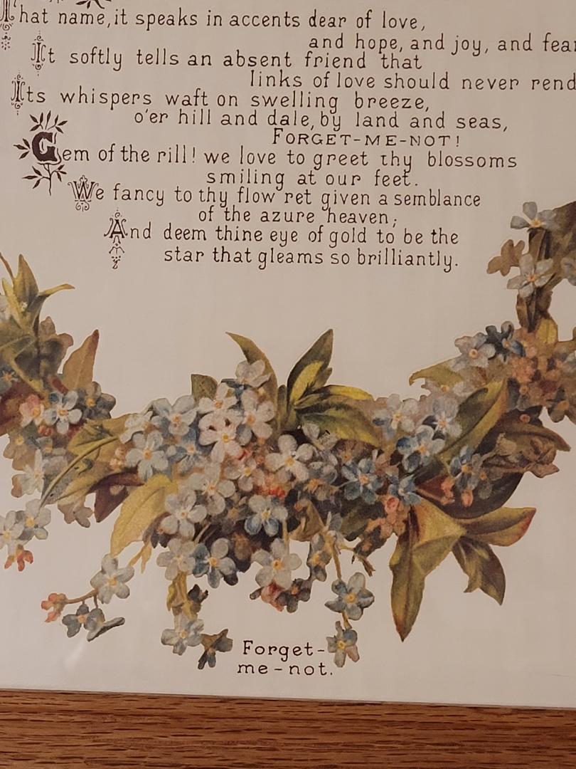 Picture, Forget Me Not