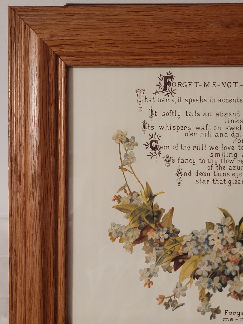 Picture, Forget Me Not
