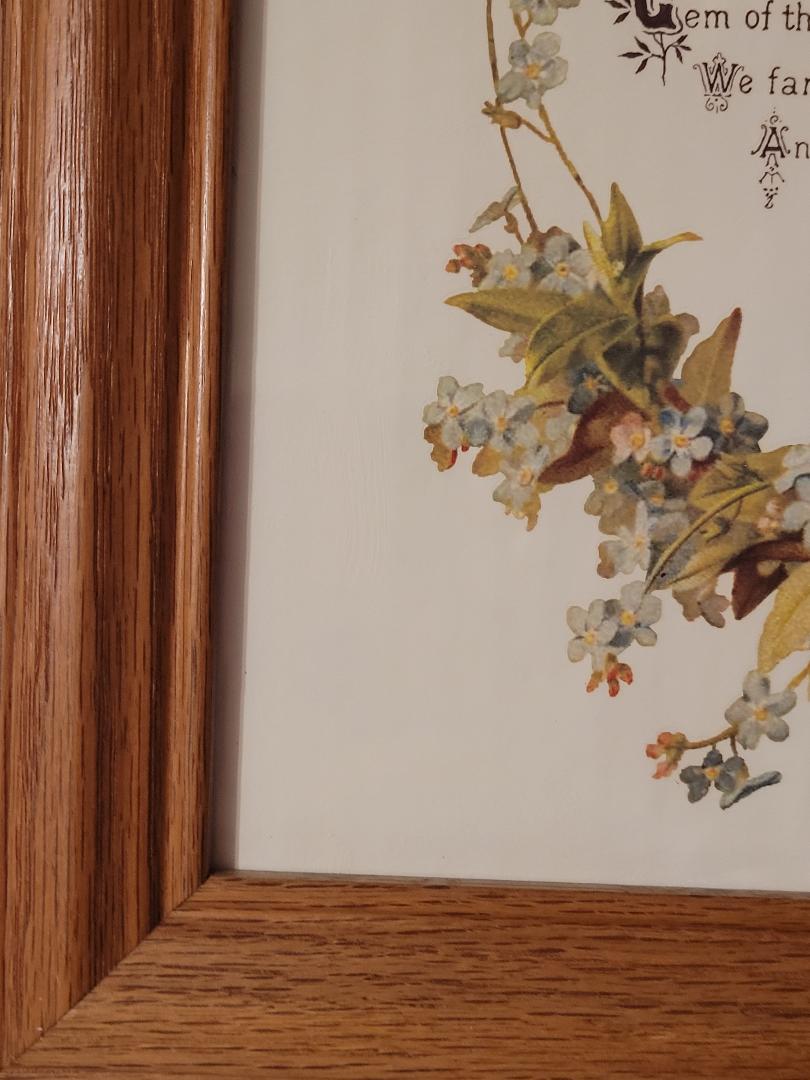 Picture, Forget Me Not
