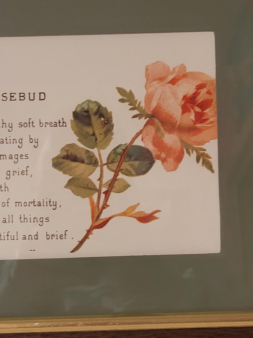 pink rosebud