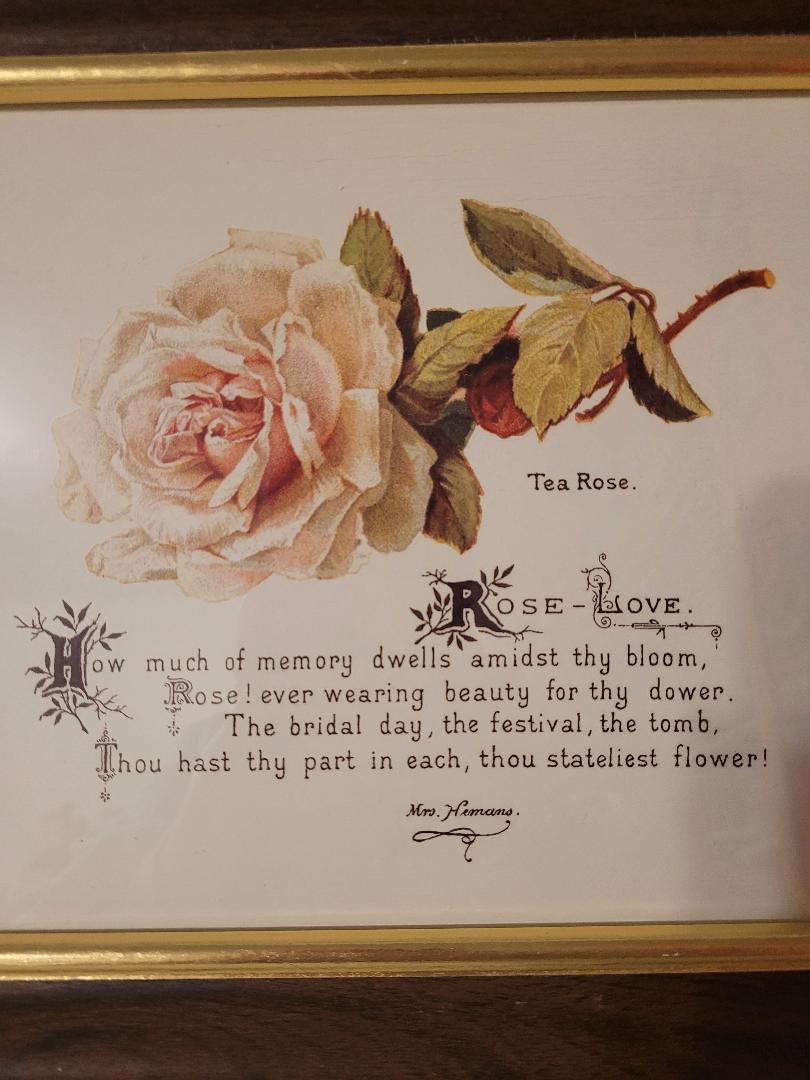 tea rose