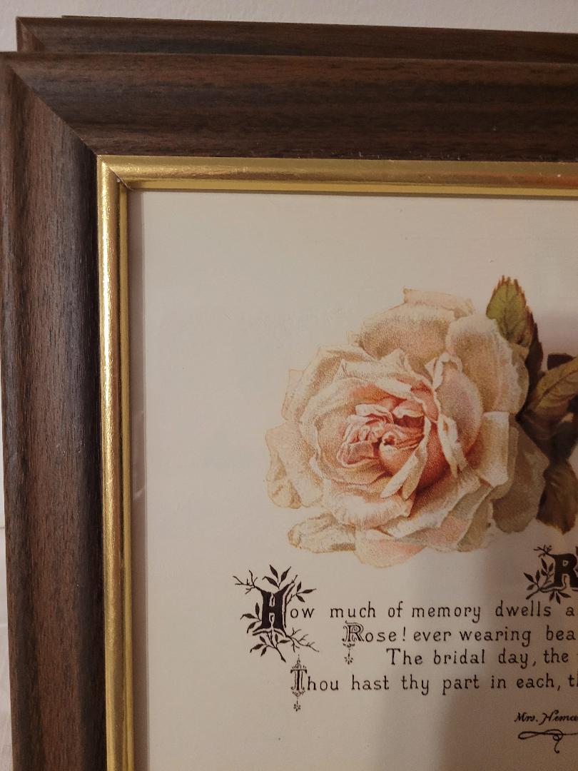 tea rose