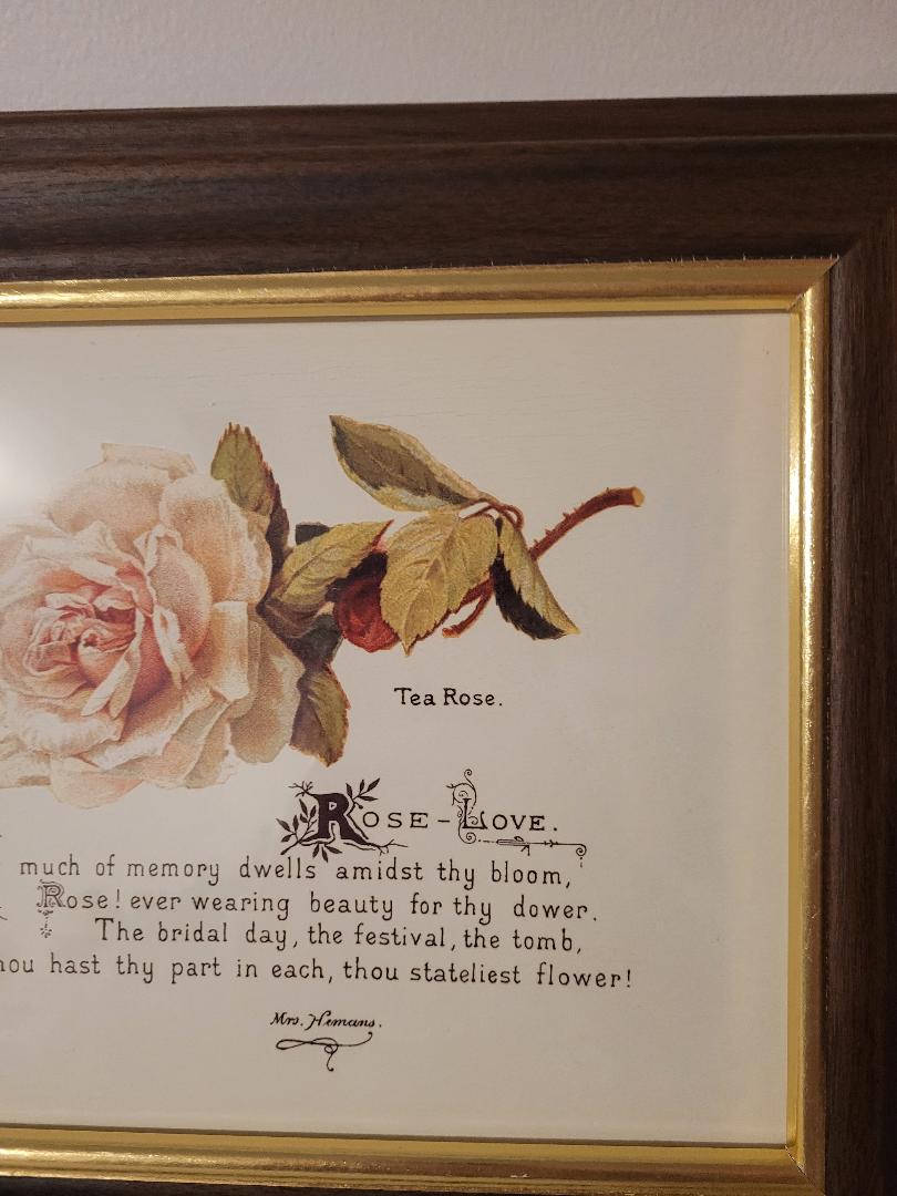 tea rose